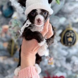 Coco - White and chocolate female Chinese Crested puppy in Rancho Cordova, California from Royal Chinese Crested