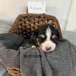 Kisses - Black tri female Miniature Australian Shepherd puppy in Mt Juliet, Tennessee from J&J Harmony Acres
