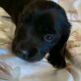 Boy 1 - Black male Dachshund puppy in Vinton, Iowa from Lerch Family Dachshunds