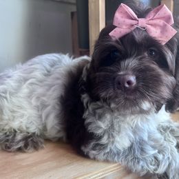 Nova - with training - Brown roan female Cockapoo puppy in Boonville, North Carolina from Doods & Dolls