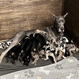 Great Dane Puppies from Sovereignty Woods Great Danes