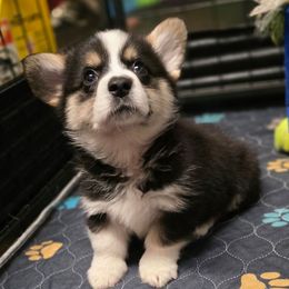 Bodacious - Black and tan male Pembroke Welsh Corgi puppy in Charleston, Arkansas from Hilltop Corgis
