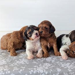 Bernedoodle and Cavapoo Puppies from Spencer's "lil" Cavapoos & Bernedoodles