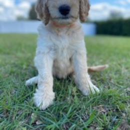 Goldendoodle Puppies from Da Ruba Doodles