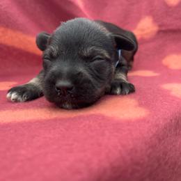 Blue boy - Black and silver male Miniature Schnauzer puppy in Hickory Grove, South Carolina from Oopsie Doodles