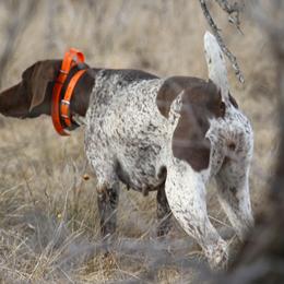Pennie - German Shorthaired Pointer