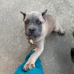 Tan - Gray and fawn female Cane Corso puppy in Opelousas, Louisiana from Azelees Cane Corso