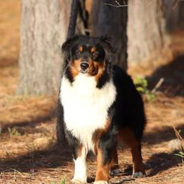 Bandit - Miniature American Shepherd