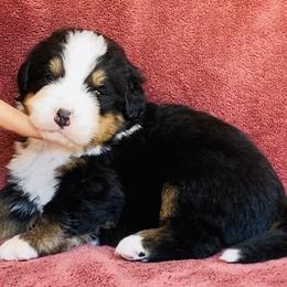Blue Collar Male - Black rust and white male Bernese Mountain Dog puppy in Bristol, Tennessee from Holston Hollow Farm