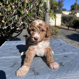 Ginger Velvet - Red  female Poodle puppy in Corona, California from Garden Of Poodles
