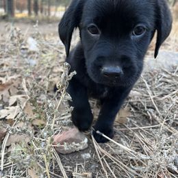 Labrador Retriever and Pembroke Welsh Corgi Puppies from Burress Family Farm and Kennels