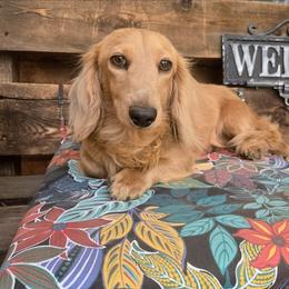 Tech - Cream male Dachshund puppy in Lubbock, Texas from West Texas Dachshunds LLC