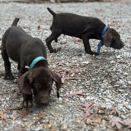 German Shorthaired Pointers from County Line Pointers
