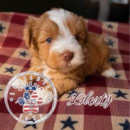 Liberty - Wheaten female Miniature Schnauzer puppy in Dorr, Michigan from Enchanted Paws