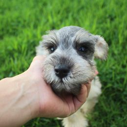 AKC Ivory - Salt and pepper female Miniature Schnauzer puppy in Vista, California from Olympus Schnauzers