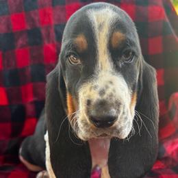 Yale - Black tan and white male Basset Hound puppy in Cleveland, Tennessee from Smokey Mtn Bassets