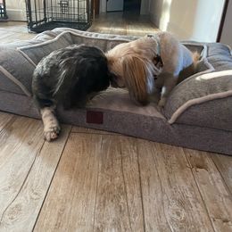Zoey - Lhasa Apso