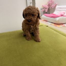 Ra - Red  male Poodle puppy in Miami, Florida from Sakura Poodles