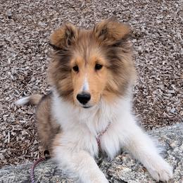 Frankie - Sable and white male Shetland Sheepdog puppy in Keswick, Iowa from Buehneman Shelties