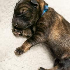 German Shepherd Puppies from Reign Land
