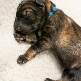 German Shepherd Puppies from Reign Land