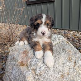 Max - Blue merle male Bernedoodle puppy in Beach City, Ohio from Blue Cloud Doodles
