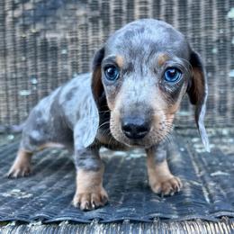 Doug - Dapple male Dachshund puppy in Mount Carmel, Tennessee from HS Goldens