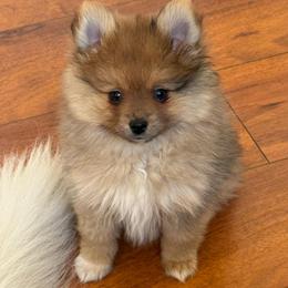 Rusty AKC Merle Male - Orange sable male Pomeranian puppy in Las Vegas, Nevada from POM SOCIETY