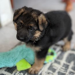 German Shepherd Puppies from Valley Shepherds LLC