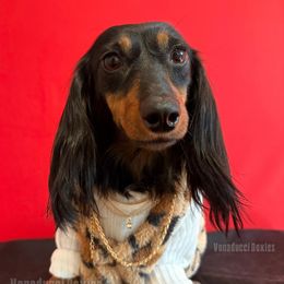 Xaidez - Dachshund