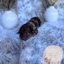 Dachshund Puppies from CSW Dachshunds