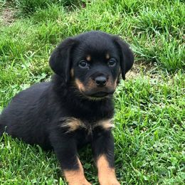 Rottweiler Puppies from Rose Red Rottweilers