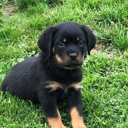 Rottweiler Puppies from Rose Red Rottweilers