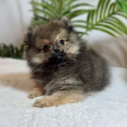 Kingston - Orange sable male Pomeranian puppy in Menifee, California from Petite Poms Of CA