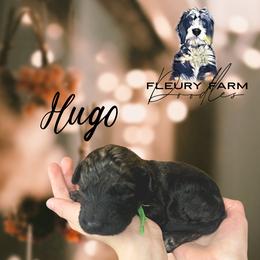 Hugo - Wheaten male Whoodle puppy in Knoxville, Tennessee from Fleury Farm Doodles TN