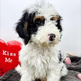Parsley - Black and white male Bernedoodle puppy in Granton, Wisconsin from Rose River Farms