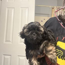 Rubble - Sable male Shih Tzu puppy in Boiling Springs, South Carolina from Sherry Whiteside's Shih Tzus
