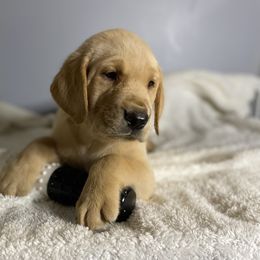 Yellow Collar - Yellow Labrador Retriever puppy in Beulaville, North Carolina from H & S Retrievers