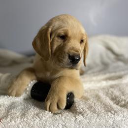 Yellow Collar - Yellow Labrador Retriever puppy in Beulaville, North Carolina from H & S Retrievers