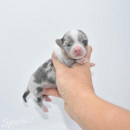 Sparkles- TINY - Blue merle female Chihuahua puppy in Bulls Gap, Tennessee from Smokey Mountain Chihuahuas
