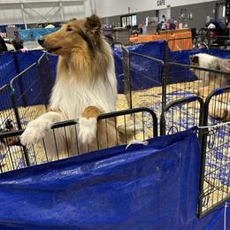 Doc - Collie