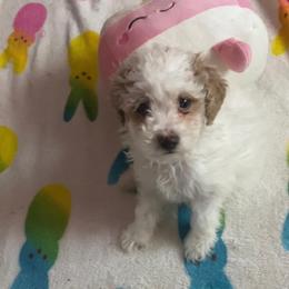 Peanut - Parti male Goldendoodle puppy in Cumberland, Rhode Island from minigoldendoodlesofRI