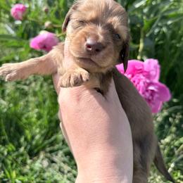 Boy1 - Cream male Dachshund puppy in Umatilla County, Oregon from Divine Dogs