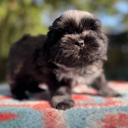Girl 1 - female Shih Tzu puppy in Mobile, Alabama from FluffyTail Shih Tzu
