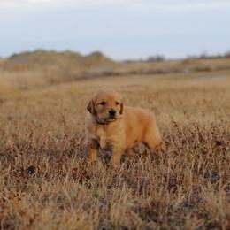 Pendleton (black) - Dark golden male Golden Retriever puppy in Bynum, Montana from Summit Canine Breeding