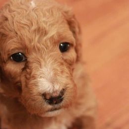 Labradoodles from Brock Farm Doodles, LLC
