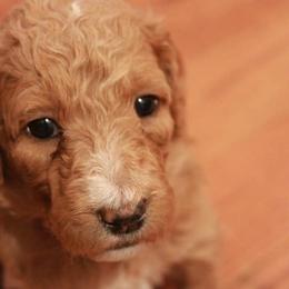 Labradoodles from Brock Farm Doodles, LLC