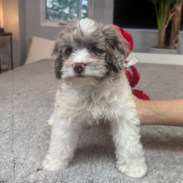 Ollie - Brown and white male Cockapoo puppy in Queens, New York from The 2 Musketeers_Cockapoos