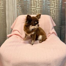 Muffin - Chocolate and tan female Chihuahua puppy in Burleson, Texas from BabydollYorkiesofTexas