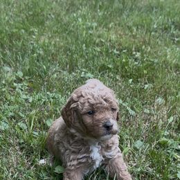Garvey - Red  male Poodle puppy in New Milford, Pennsylvania from Cross's Poodle Puppies